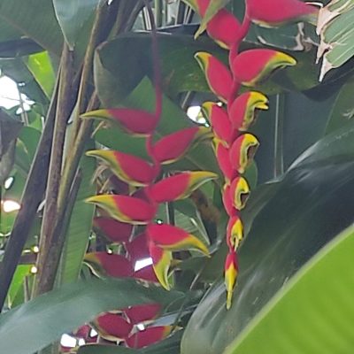 foresta tropicale 2