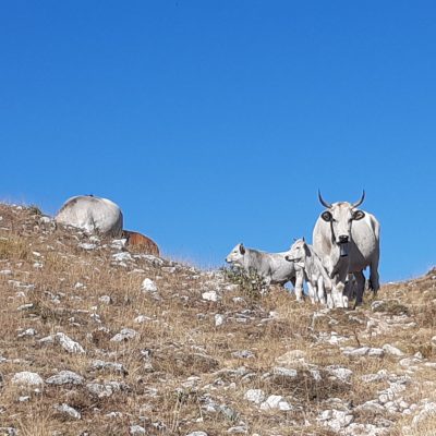 La fauna di Campo Imperatore