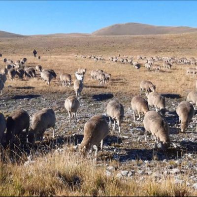 La fauna di Campo Imperatore: ovini