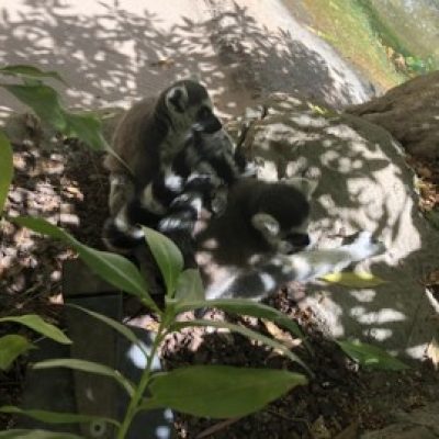 La zona dei Lemuri