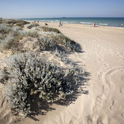 Platja de l’Arbre del Gos